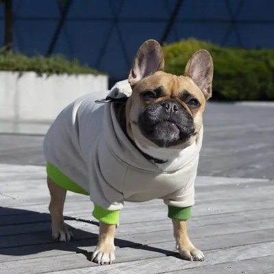 PetStep Fleece Zip-Up Dog Hoodie